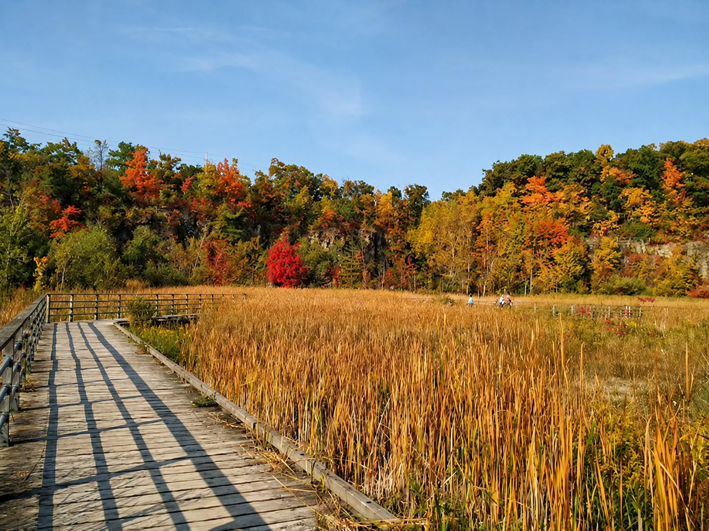 A wooded escarpment park scene representing Kerncliff Park in Burlington.