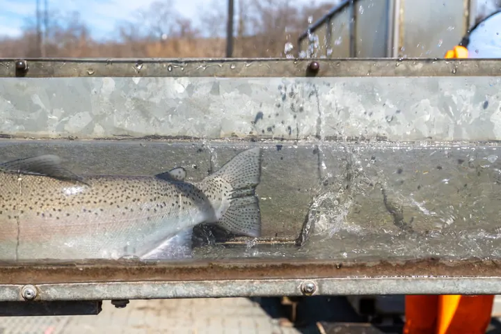 Fish being monitored at the Cootes Paradise Fishway
