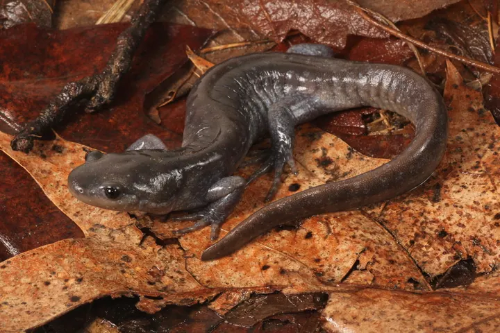 A Jefferson salamander